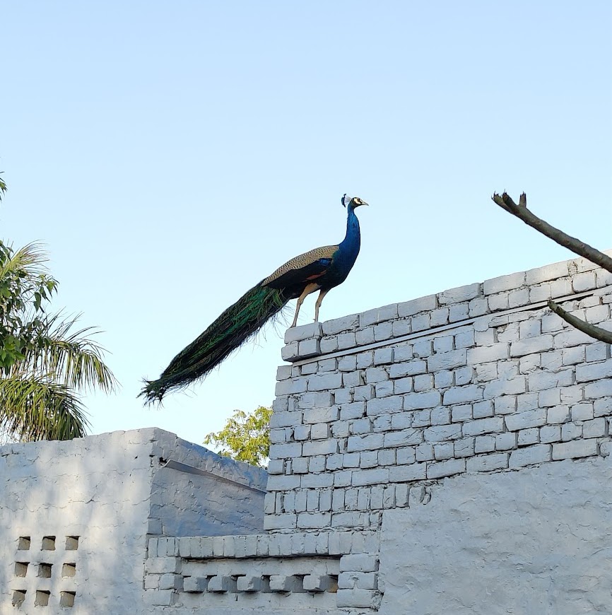 When the Peacocks Stopped Calling Me Home